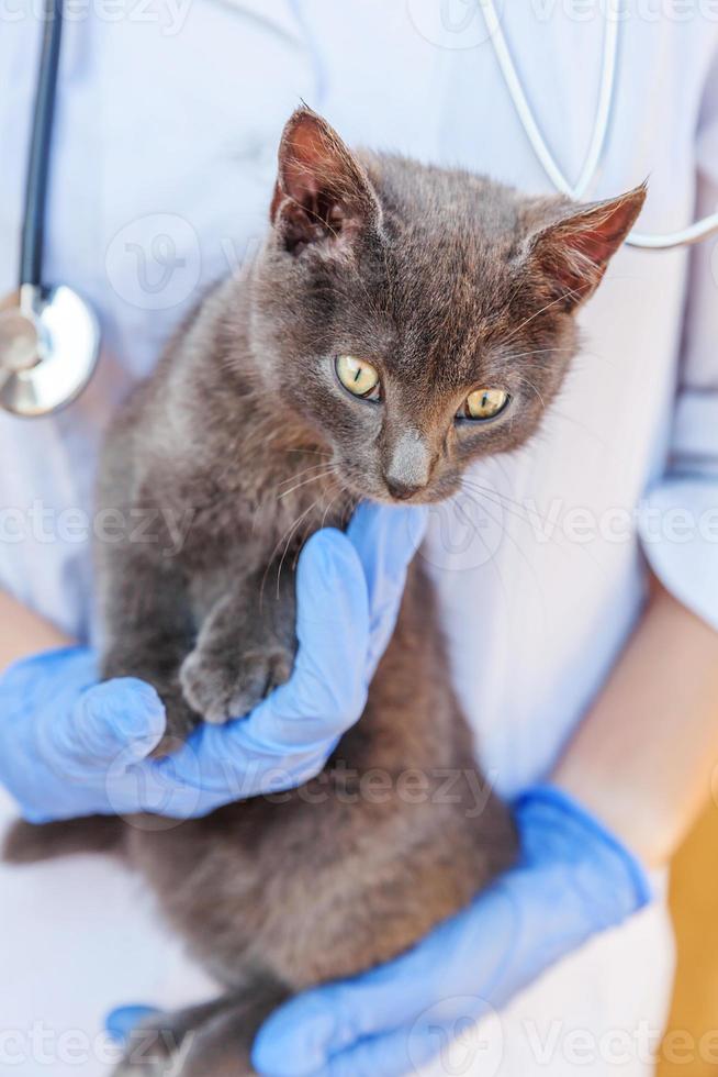 Veterinarian with stethoscope holding and examining gray kitten. Close up of young cat getting check up by vet doctor hands. Animal care and pet treatment concept. photo