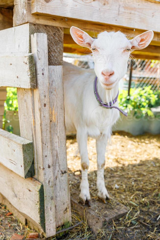 Cute free range goatling on organic natural eco animal farm freely grazing in yard on ranch background. Domestic goat graze in pasture. Modern animal livestock, ecological farming. Animal rights. photo