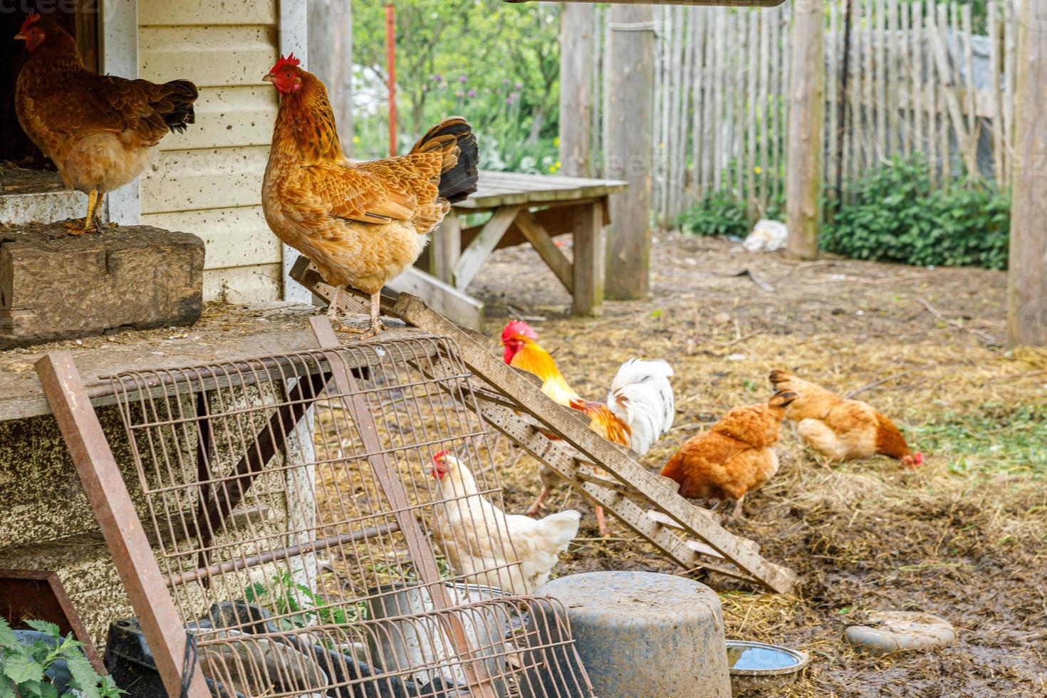 pollo de corral en una granja de animales orgánicos pastando libremente en el patio en el fondo del rancho. los pollos de gallina pastan en una granja ecológica natural. ganadería animal moderna y agricultura ecológica. concepto de derechos de los animales. foto