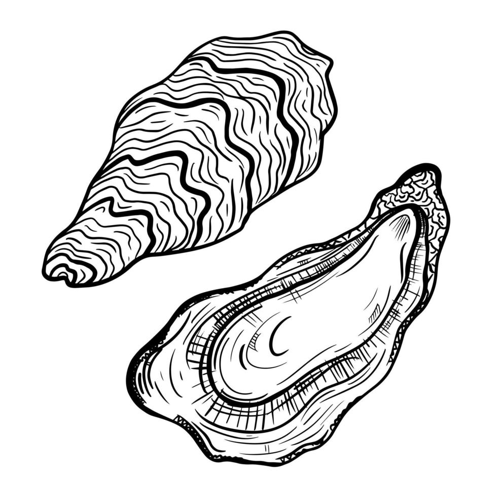 icono de vector de ostras. ilustración aislada de una ostra abierta y cerrada. un manjar de mariscos. boceto de comida. almeja de mar fresca en la concha. animal marino dibujado a mano. moluscos bivalvos. monocromo.