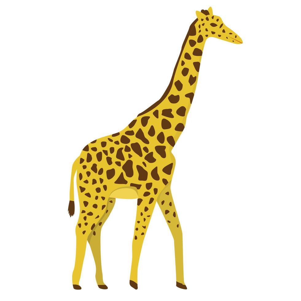 African giraffe in flat style isolated on white background vector