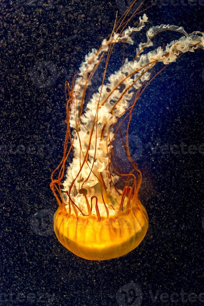 Orange jellyfish on the dark background photo