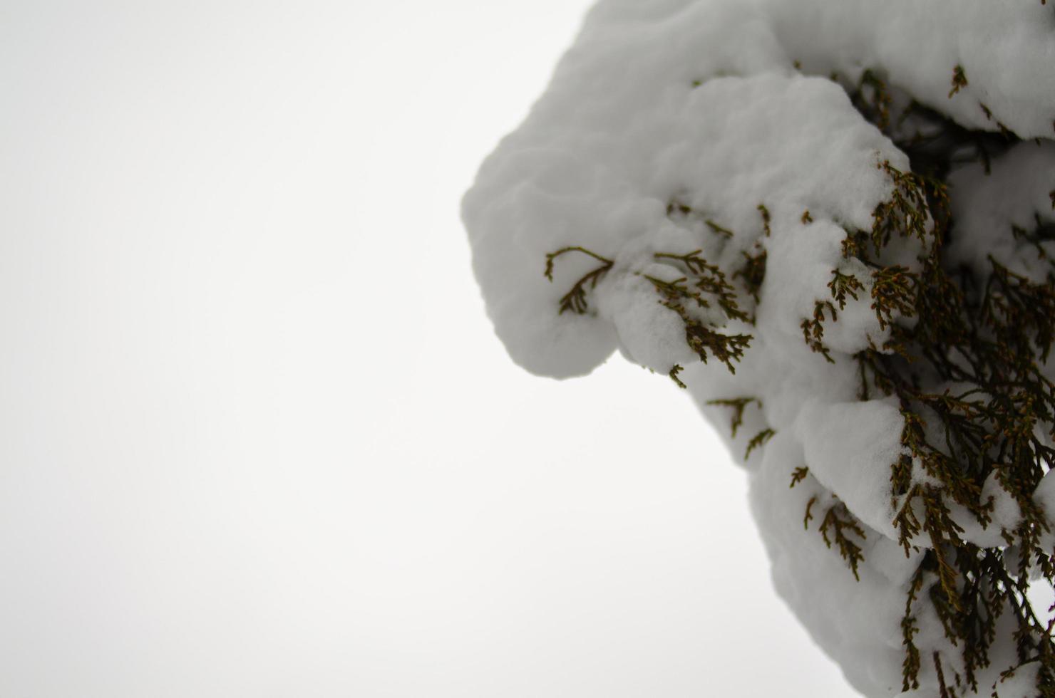 bosque de invierno, ramas de árboles para pasar bajo el peso de la nieve. foto