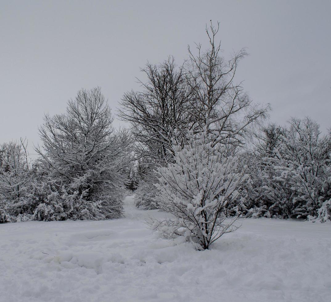 bosque de invierno, ramas de árboles para pasar bajo el peso de la nieve. foto