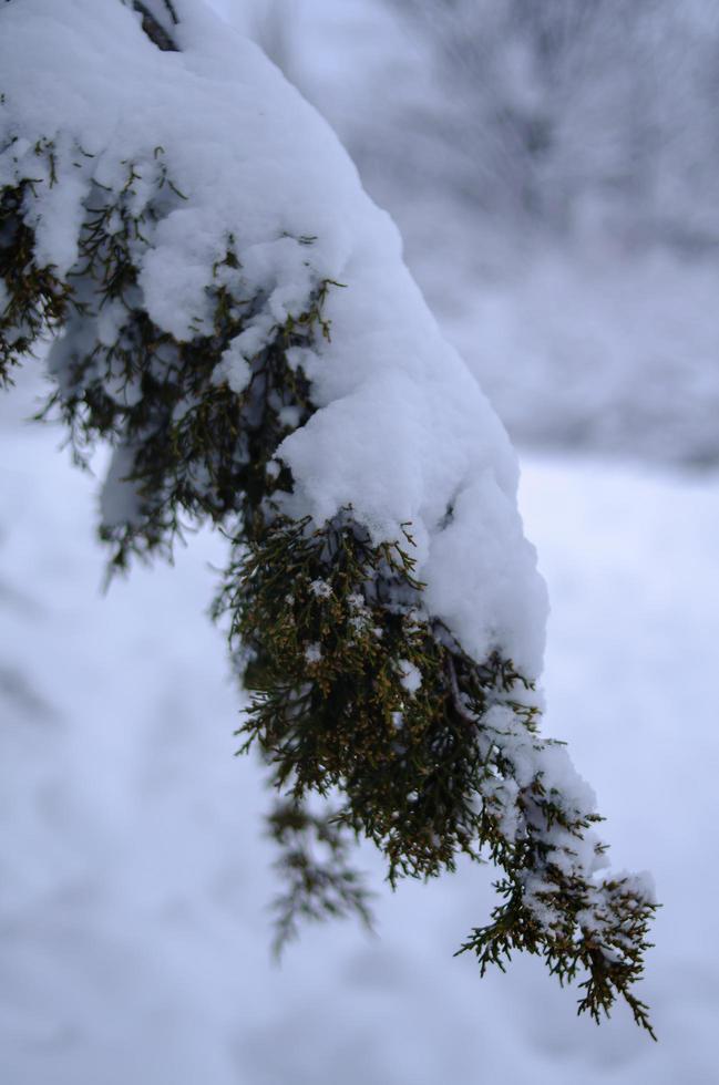 Winter forest, tree branches to go under the weight of snow. photo