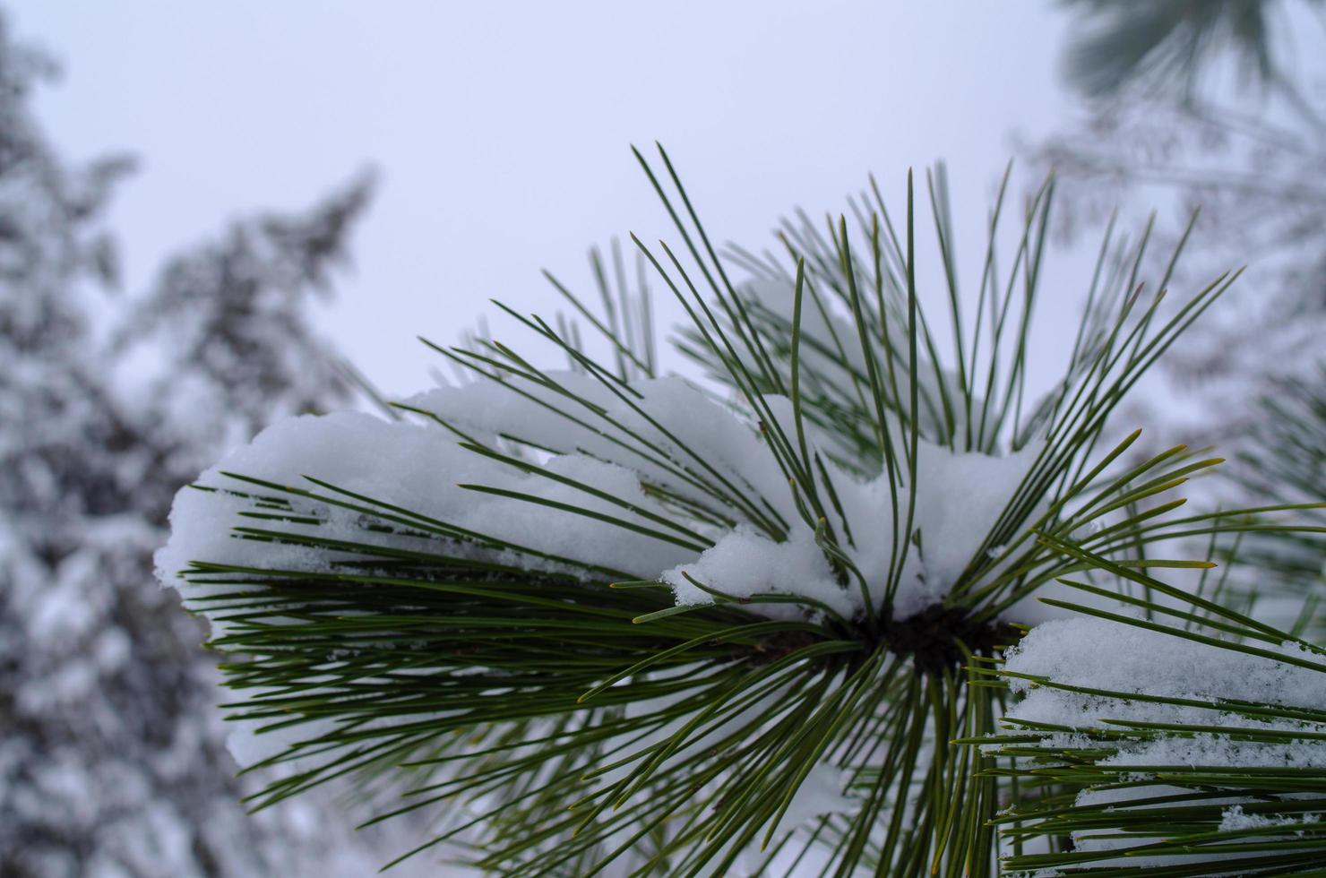 Winter forest, tree branches to go under the weight of snow. photo