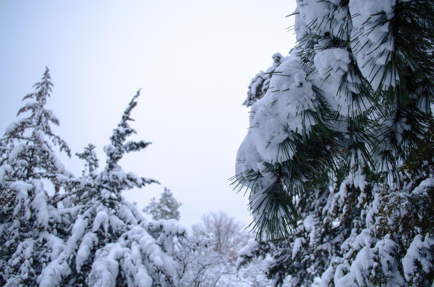 Winter forest, tree branches to go under the weight of snow. photo
