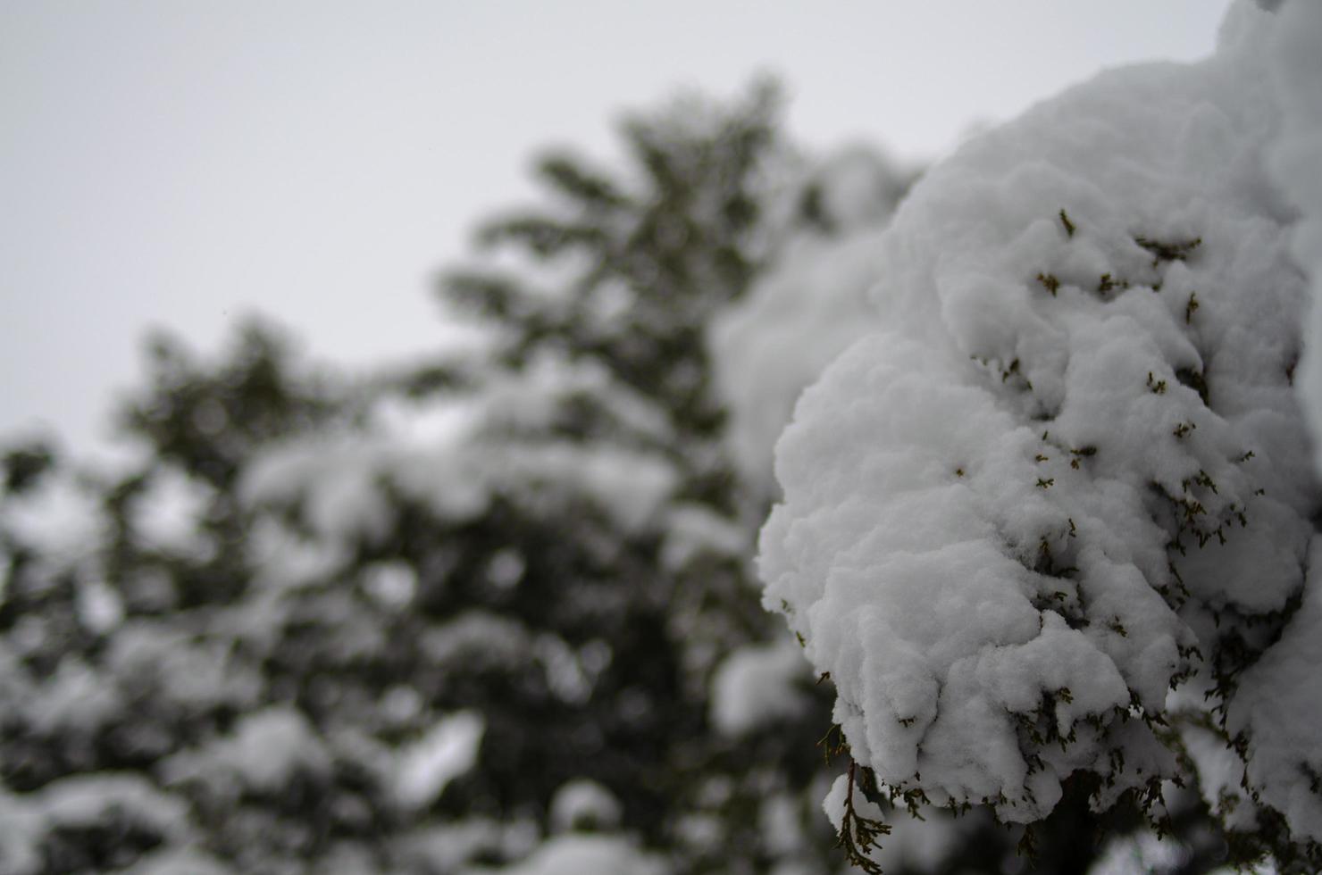 bosque de invierno, ramas de árboles para pasar bajo el peso de la nieve. foto