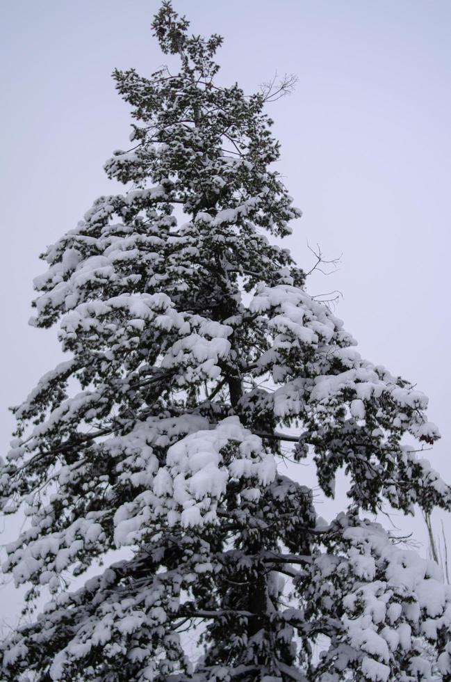Winter forest, tree branches to go under the weight of snow. photo
