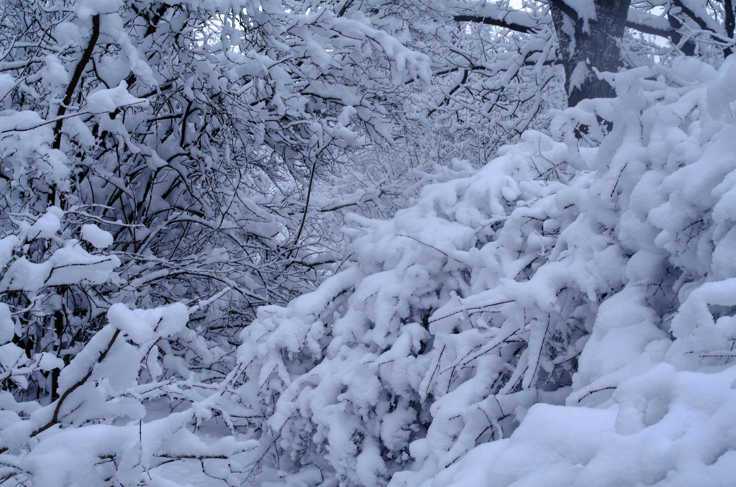Winter forest, tree branches to go under the weight of snow. photo