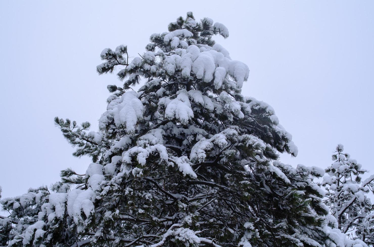 Winter forest, tree branches to go under the weight of snow. photo