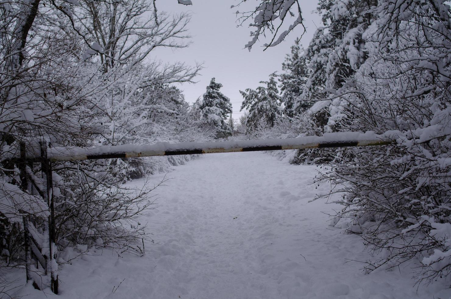 Winter forest, tree branches to go under the weight of snow. photo