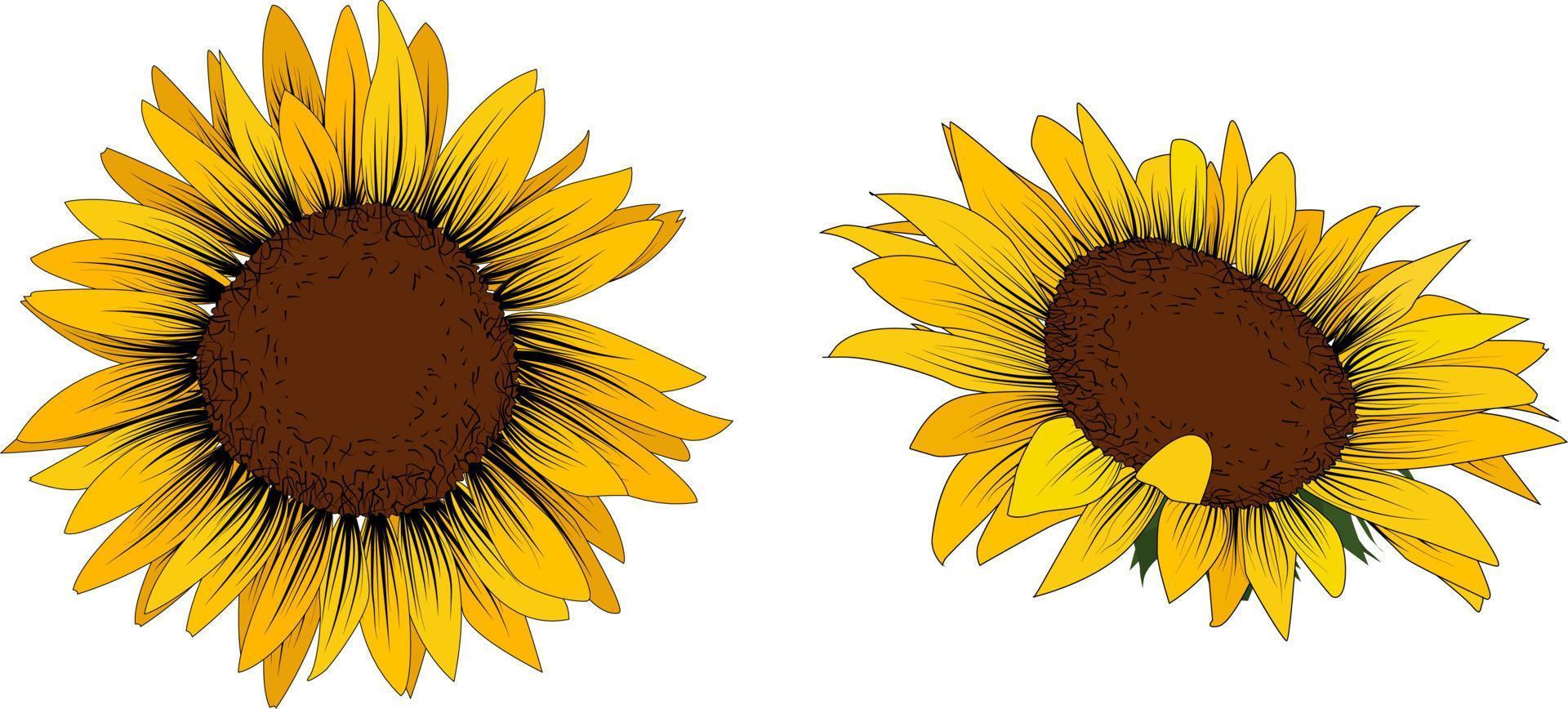 conjunto de dos girasoles aislado sobre un fondo blanco. vector