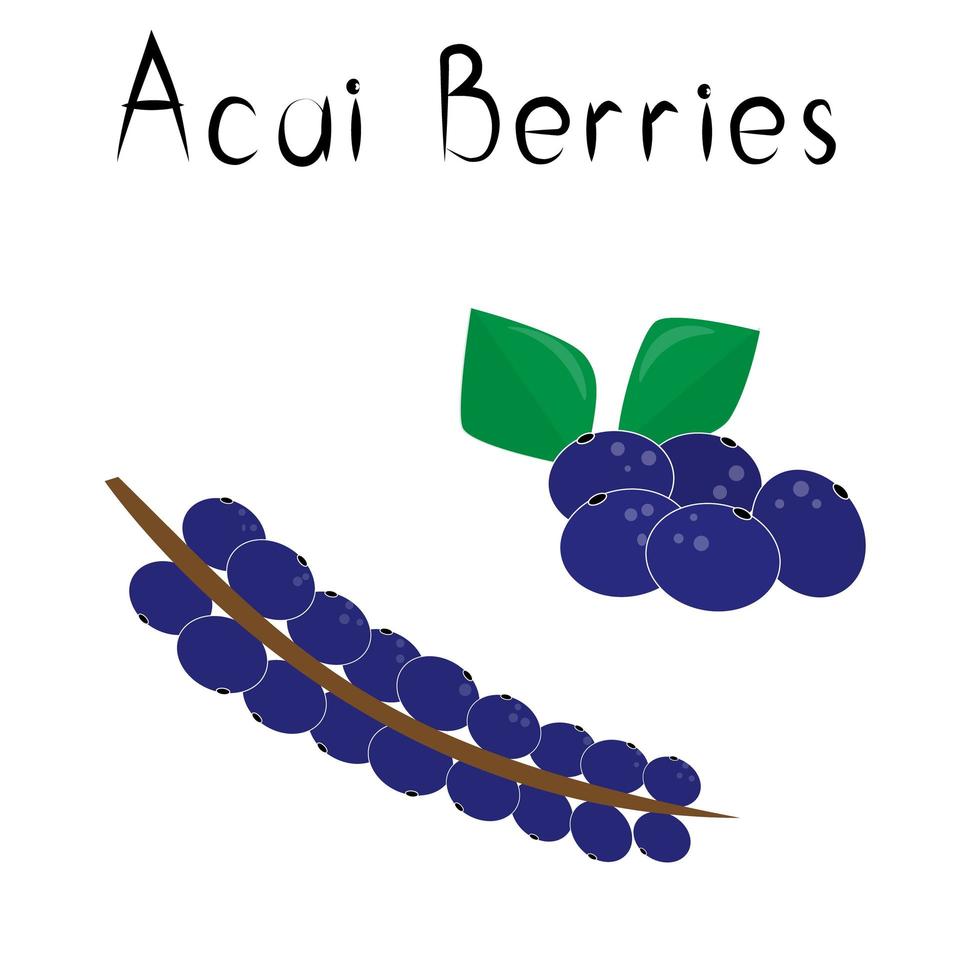 bayas de Acai. producto natural de desintoxicación saludable. suplemento dietetico organik fruta. superalimento, baya para la homeopatía. ilustración vectorial de dibujos animados vector