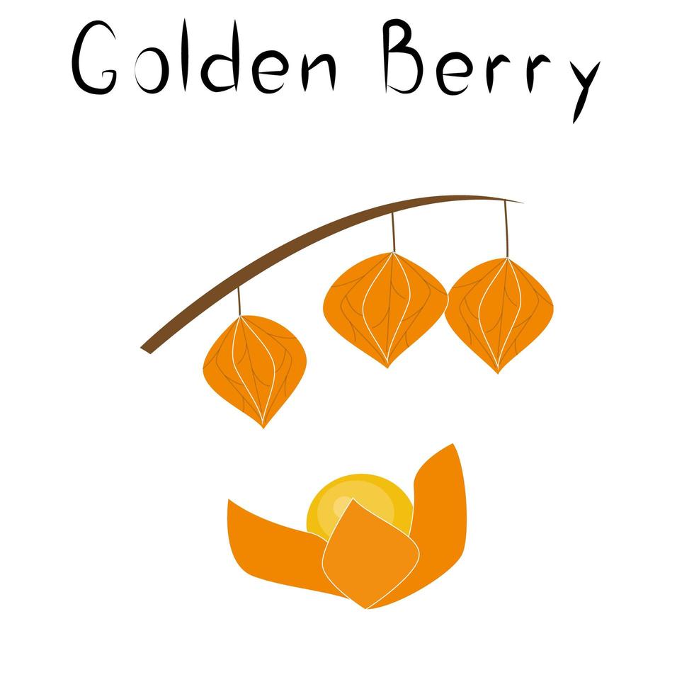Physalis or golden berries. Healthy detox natural product. Organik dietary supplement fruit. Superfood, berry for homeopathy. Cartoon vector illustration