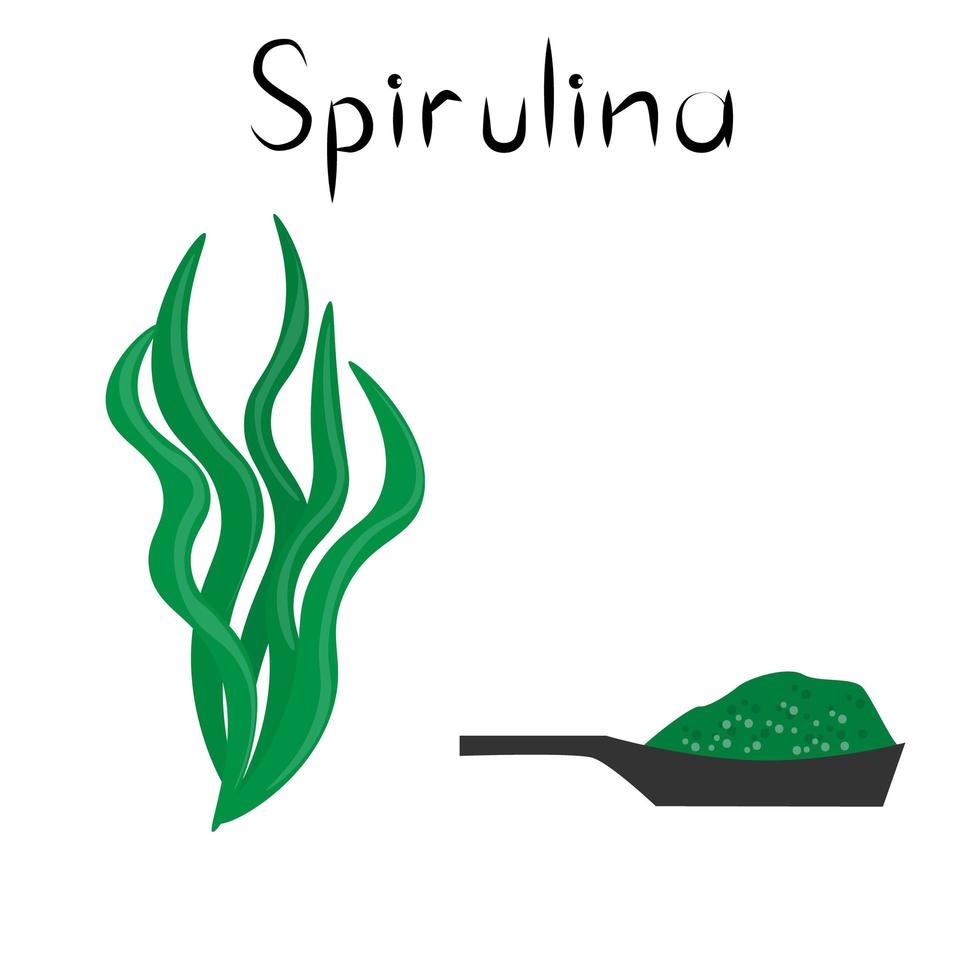 espirulina producto natural de desintoxicación saludable. Organik Suplemento dietético de algas y polvo. superalimento para la homeopatía. ilustración vectorial de dibujos animados vector