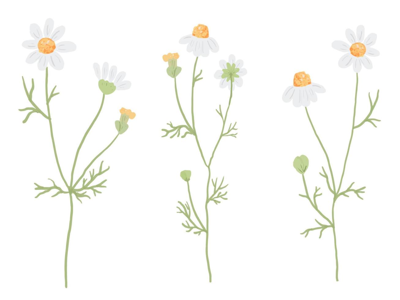 beautiful minimal hand drawn white chamomile flower collection isolated on white background vector