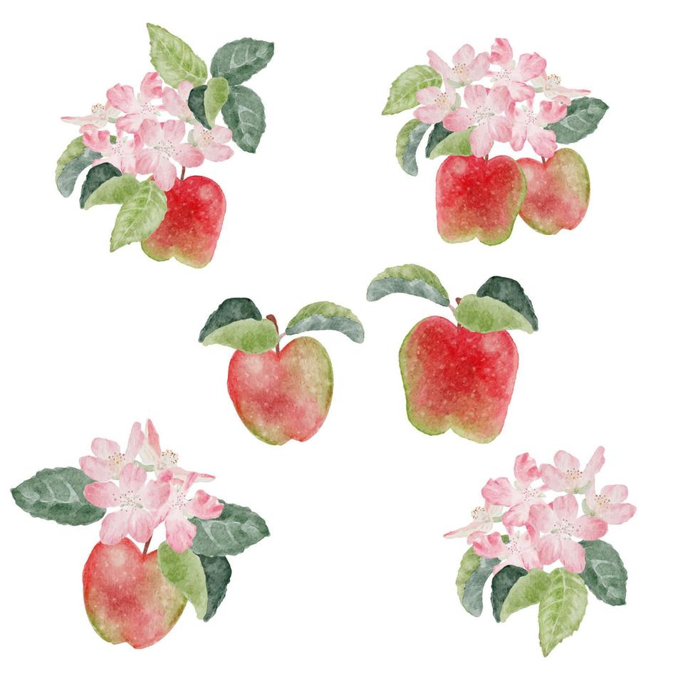 watercolor apple fruit and bloom flower branch isolated on white background vector