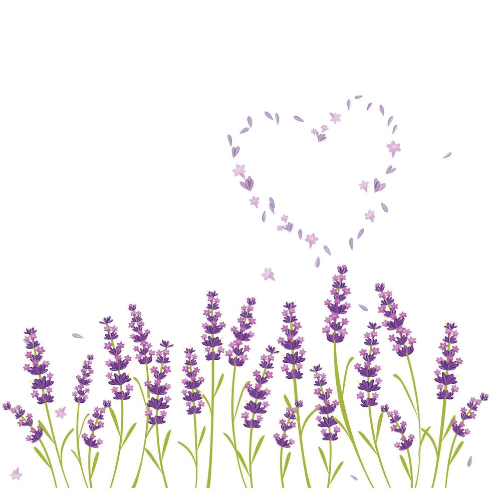 vector lavender purple flower,relax and peace