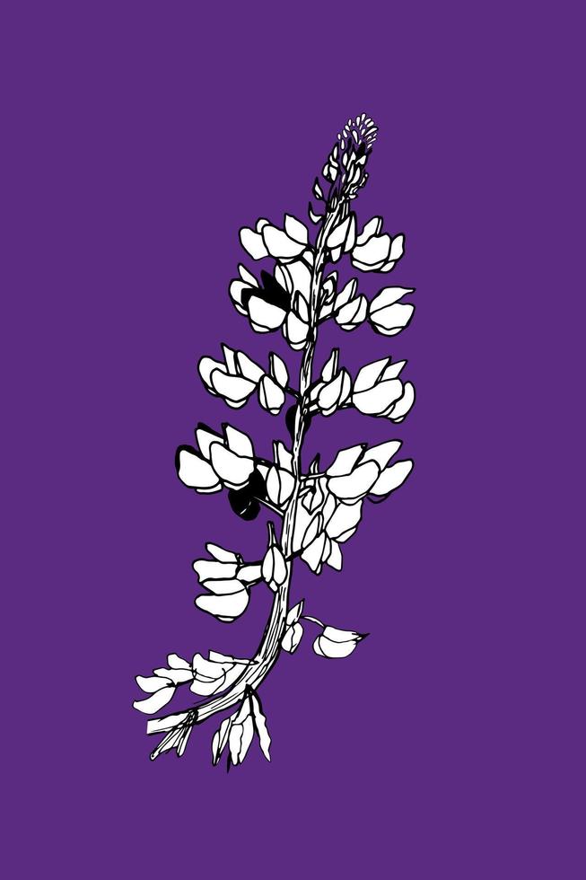 Lupins hand drawn black and white vector illustration on a violet background. Lupine flower botanical design.