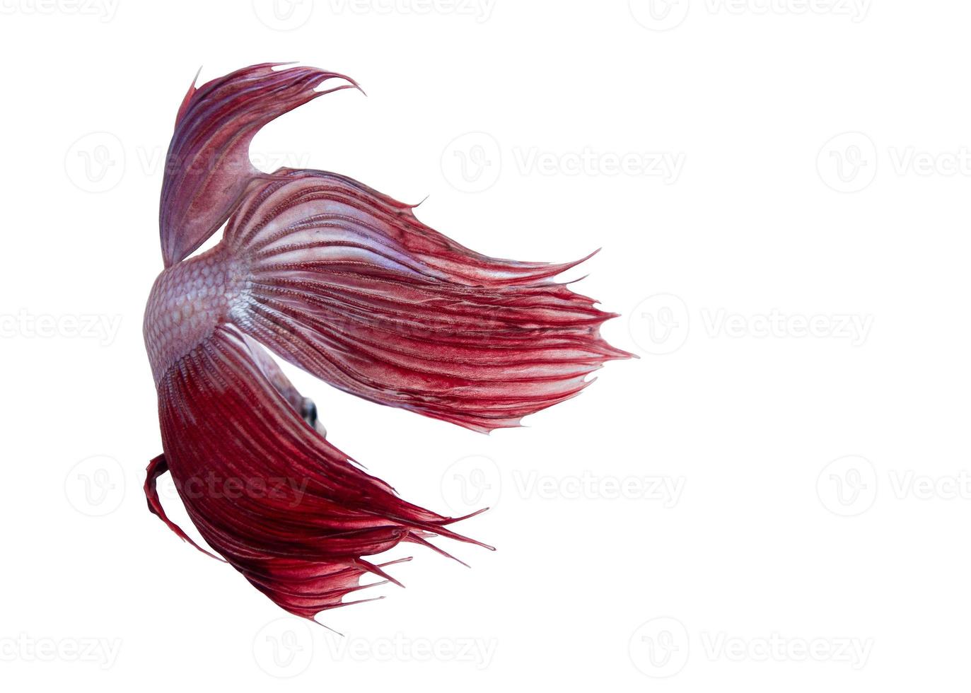 White and Red Siamese fighting fish, Isolated on white background. photo