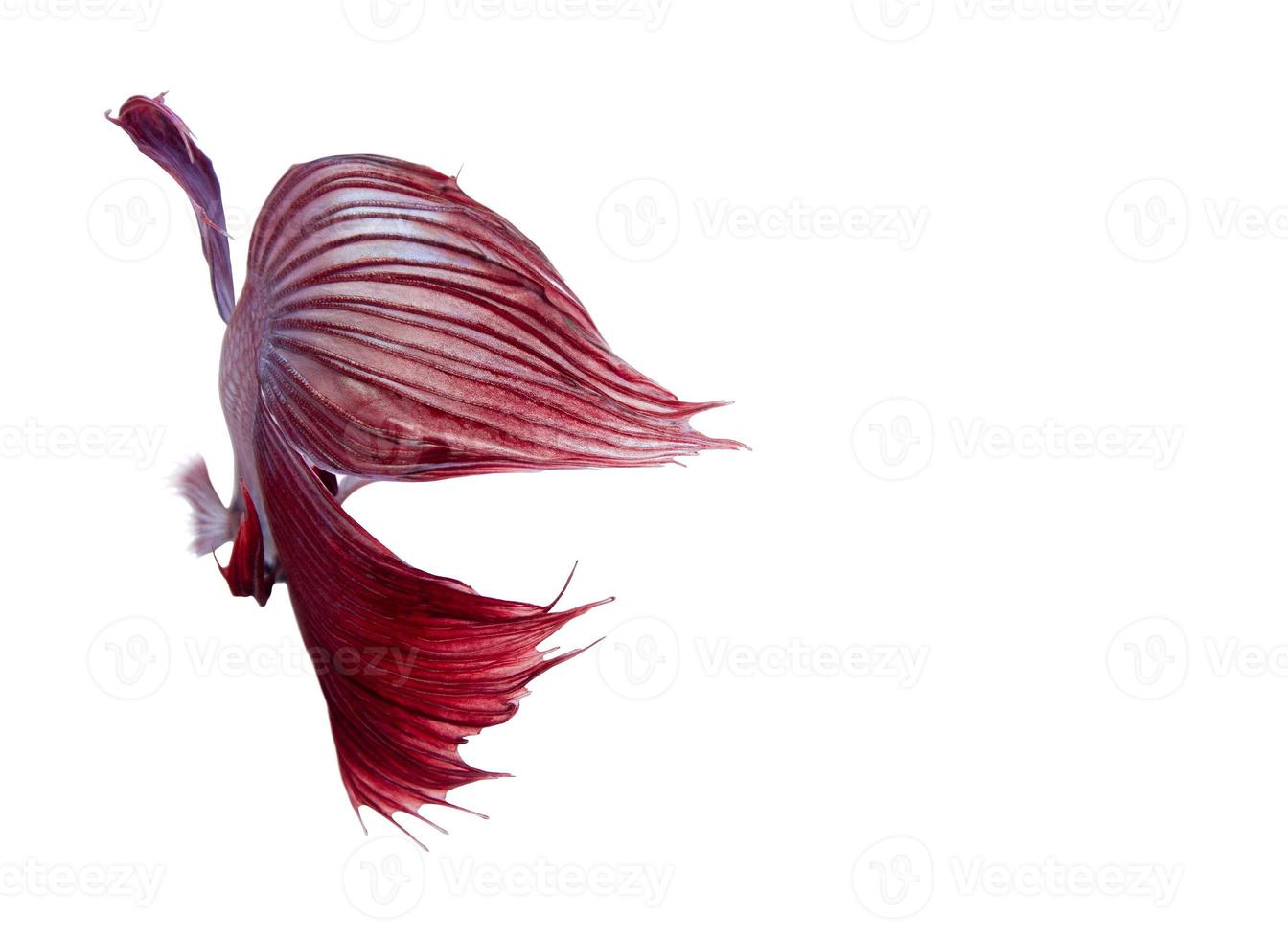 White and Red Siamese fighting fish, Isolated on white background. photo