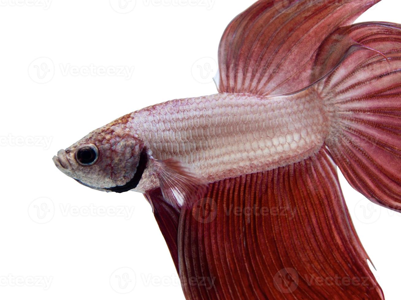 White and Red Siamese fighting fish, Isolated on white background. photo
