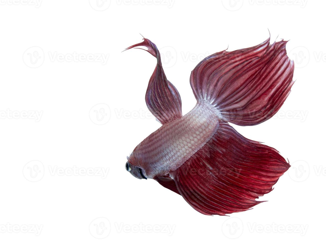 White and Red Siamese fighting fish, Isolated on white background. photo