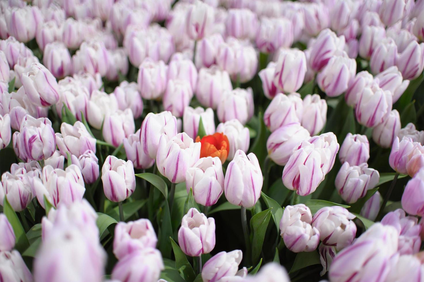 Blooming tulips background. Floral exhibition. photo