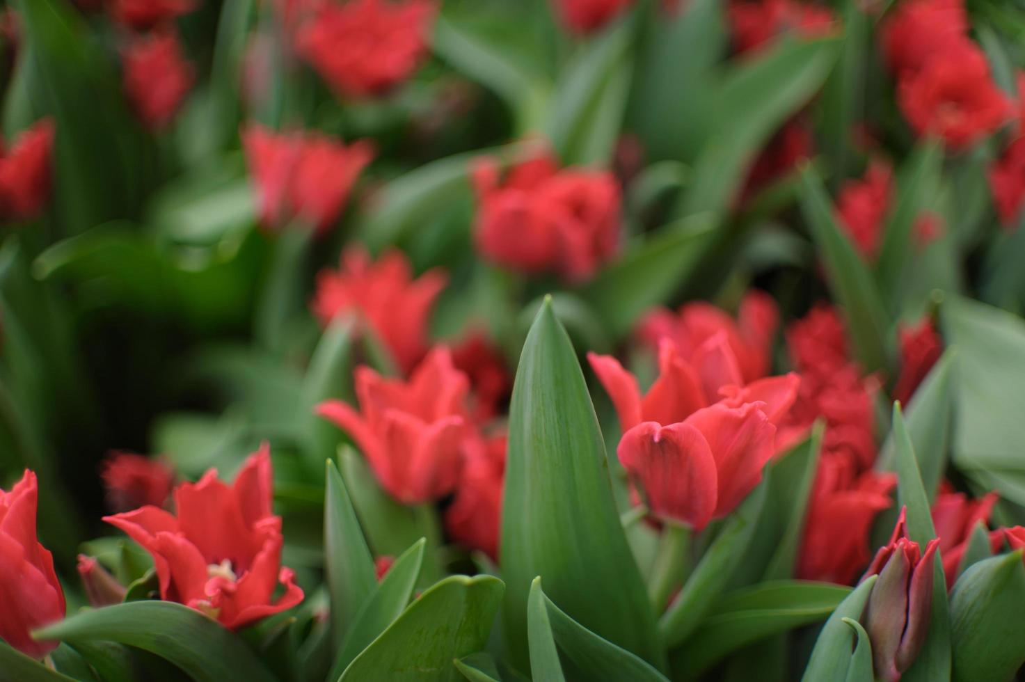 fondo de tulipanes florecientes. exposición floral. foto