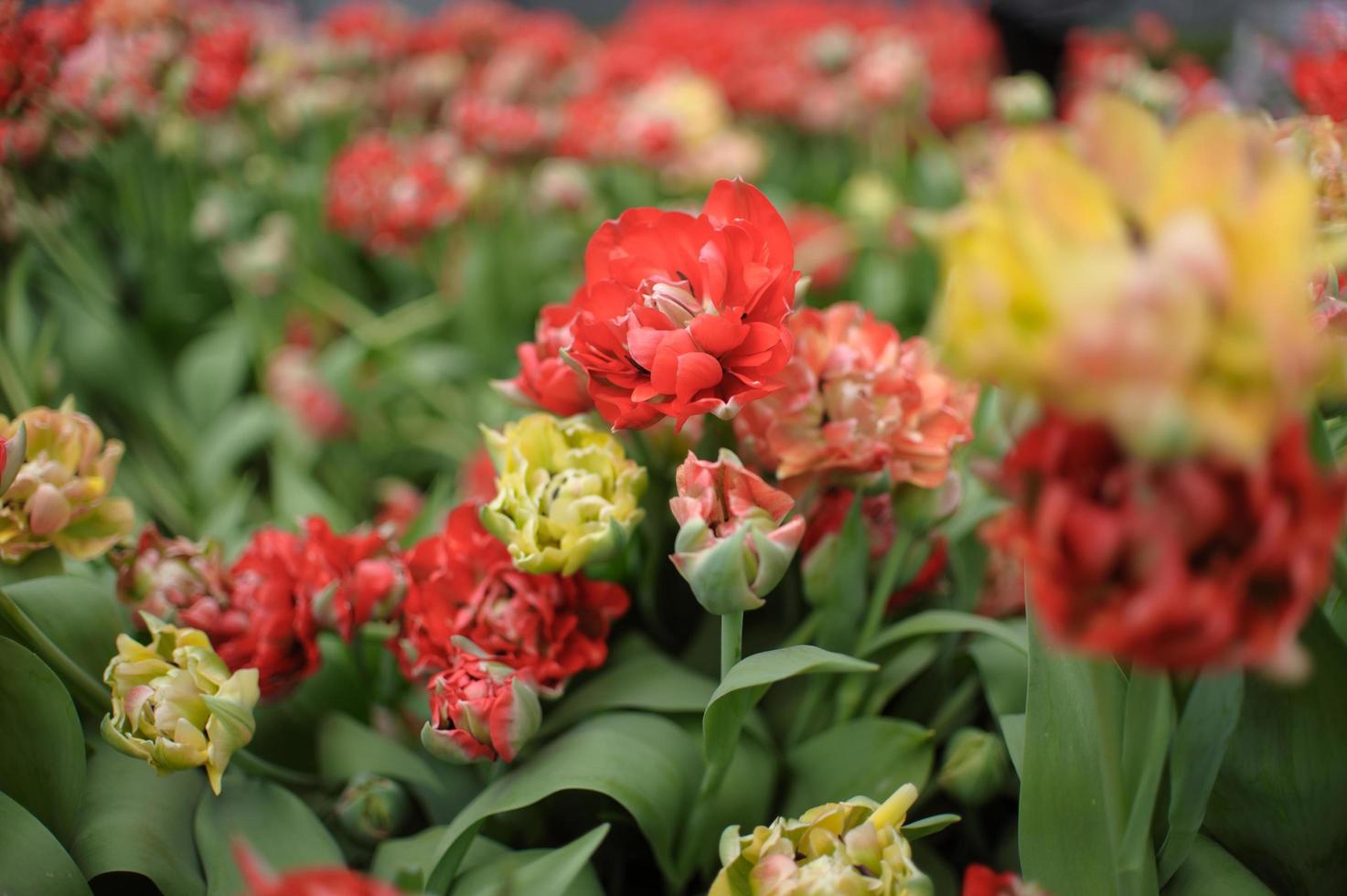 fondo de tulipanes florecientes. exposición floral. foto