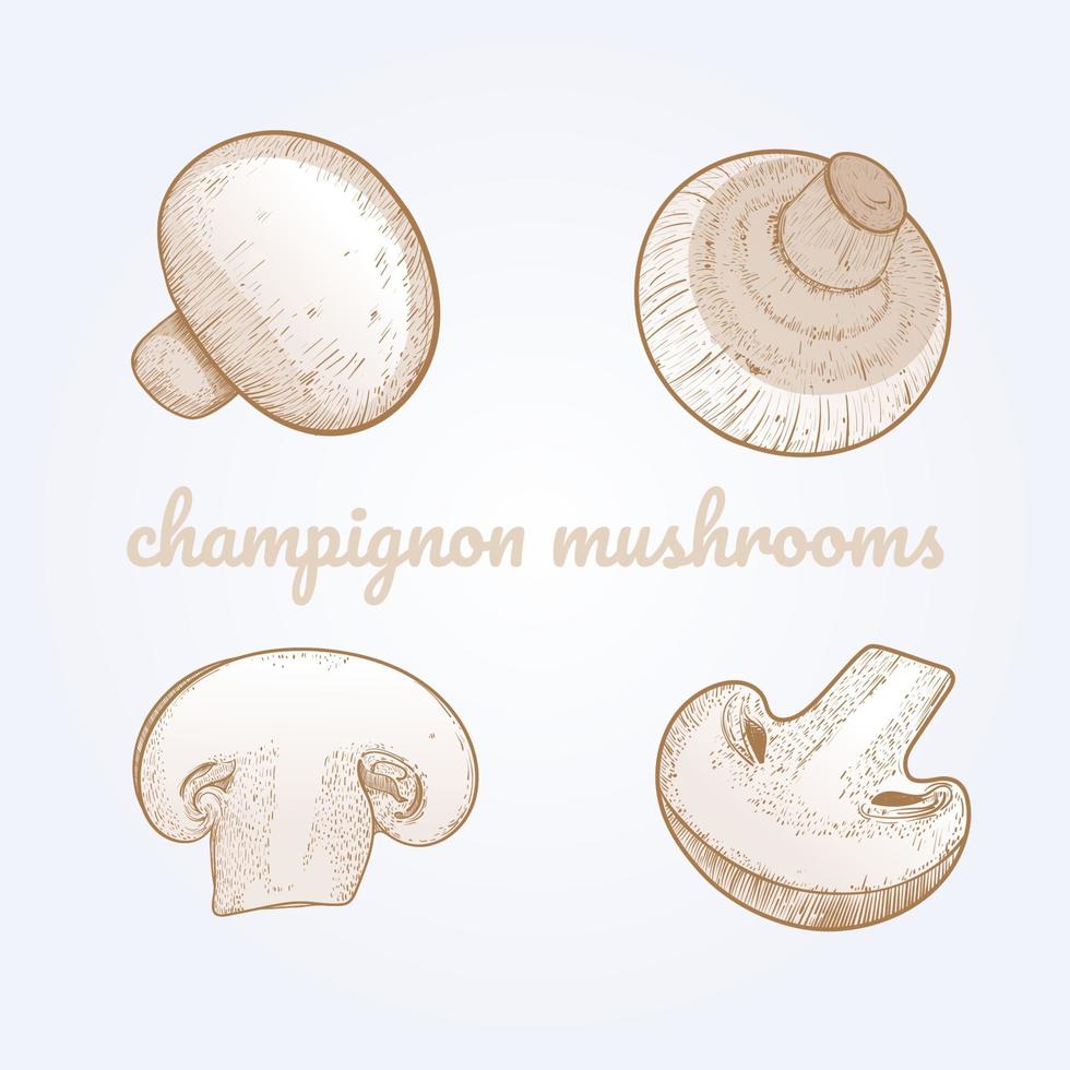 champignon mushrooms drawing vector
