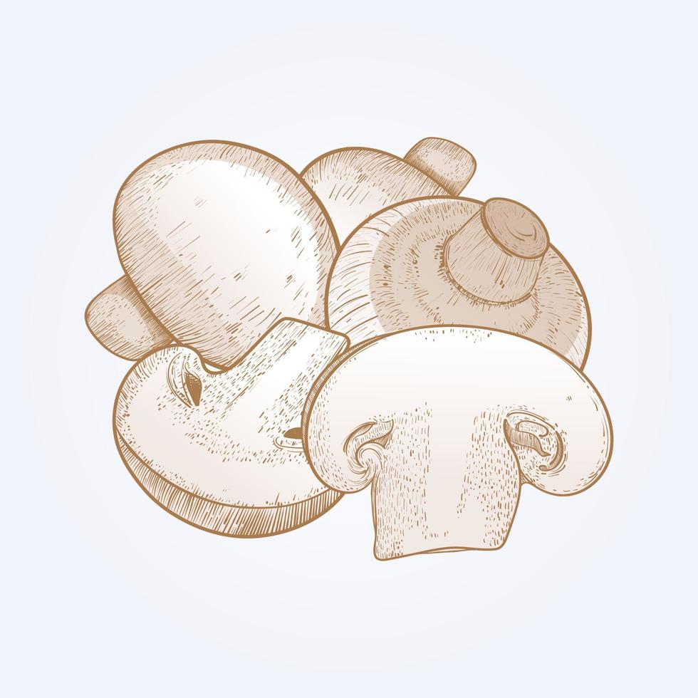 champignon mushrooms drawing vector