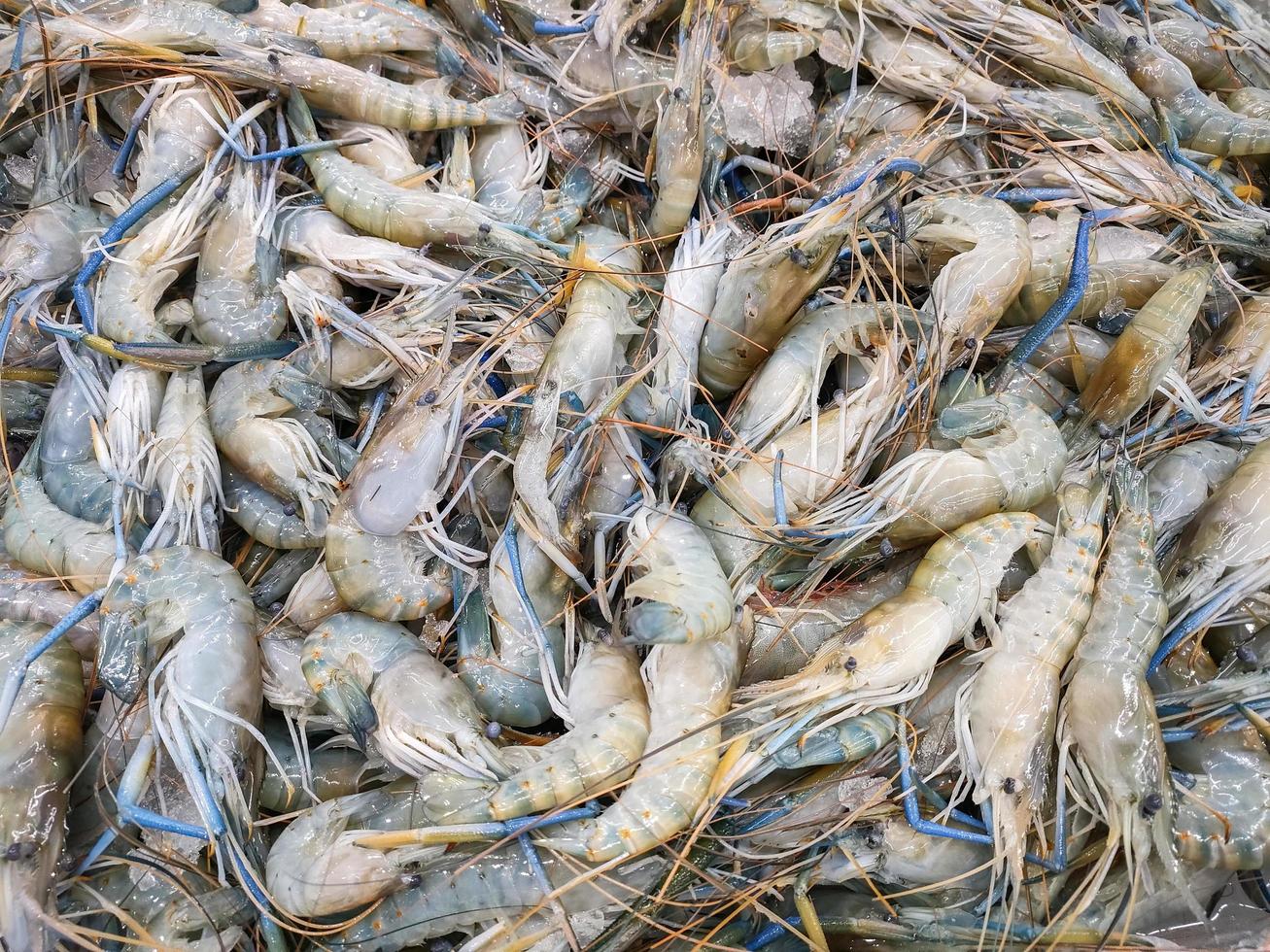 Fresh shrimp prawns for sale in the market seafood restaurant, raw shrimps on ice photo