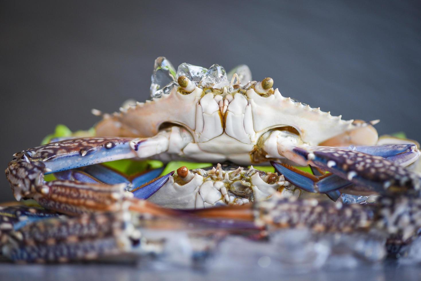 Raw crab on ice with on the dark background - fresh crab for cooked food at restaurant or seafood market , Blue swimming crab photo