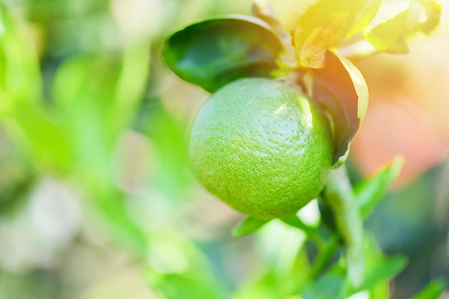 limas verdes en un árbol - cítricos de lima fresca con alto contenido de vitamina c en la granja del jardín agrícola con fondo borroso verde natural en verano foto