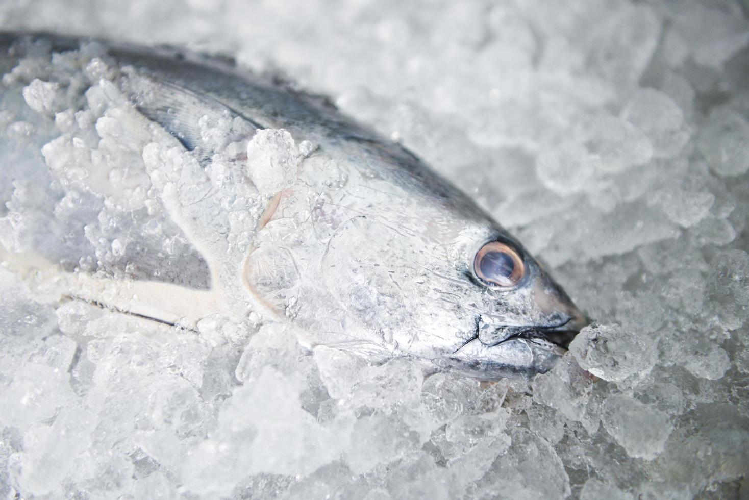 Raw fish seafood on ice background , Longtail tuna , Eastern little tuna fish - Fresh fish in the market photo