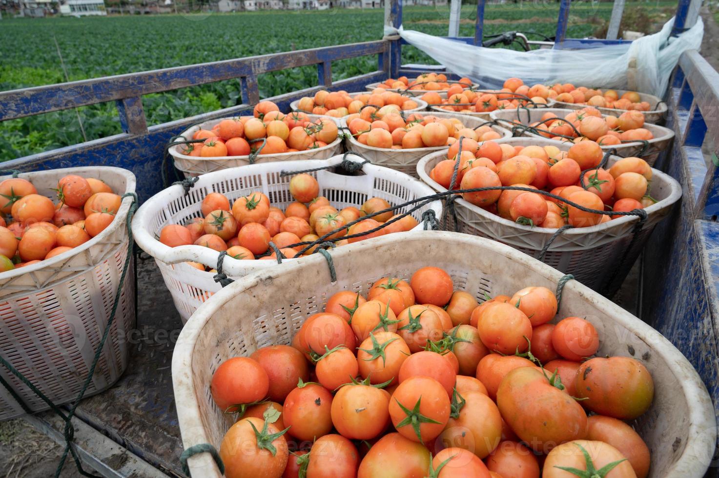 Ripe tomatoes in the basket, background picture photo