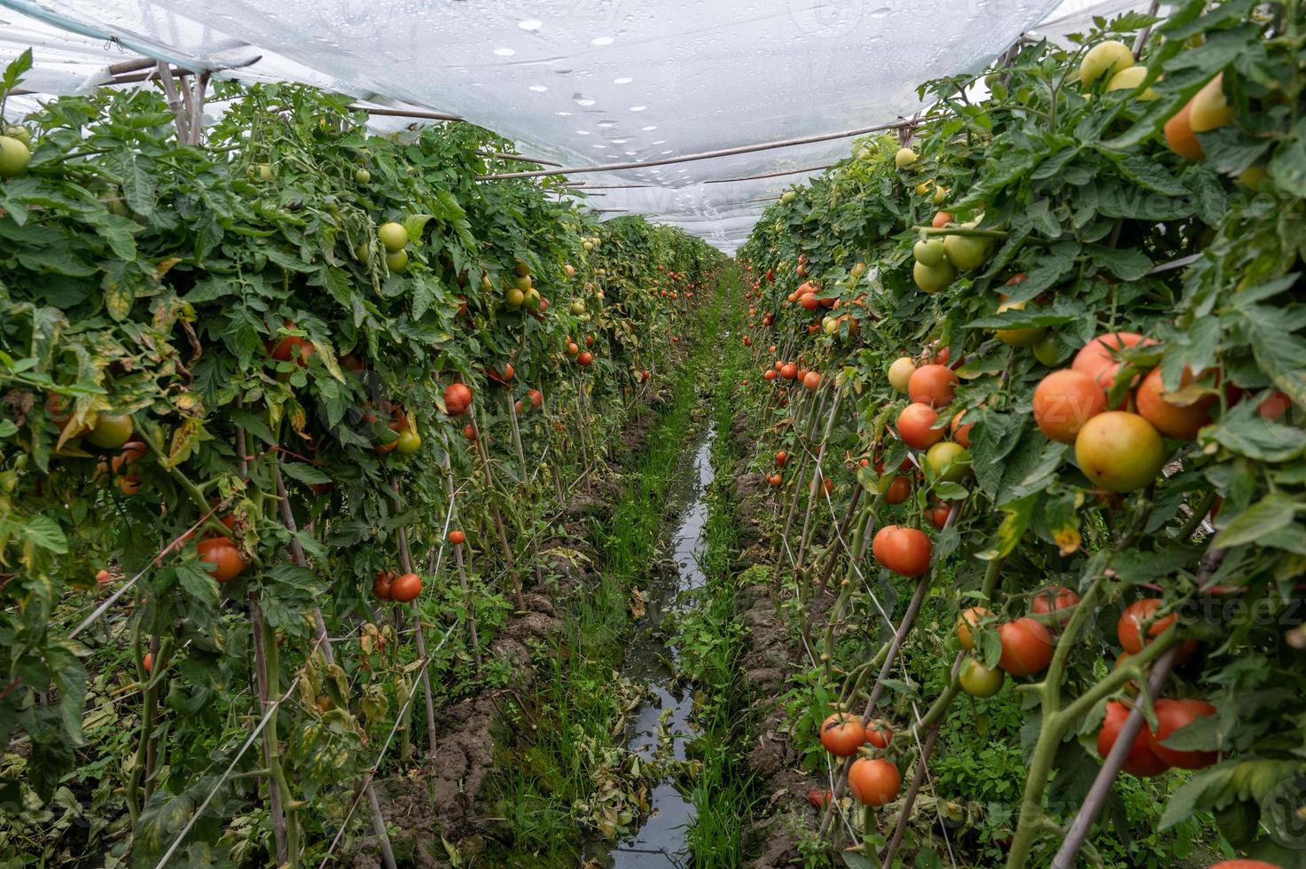 Ripe or immature tomato on a tomato tree in a field photo