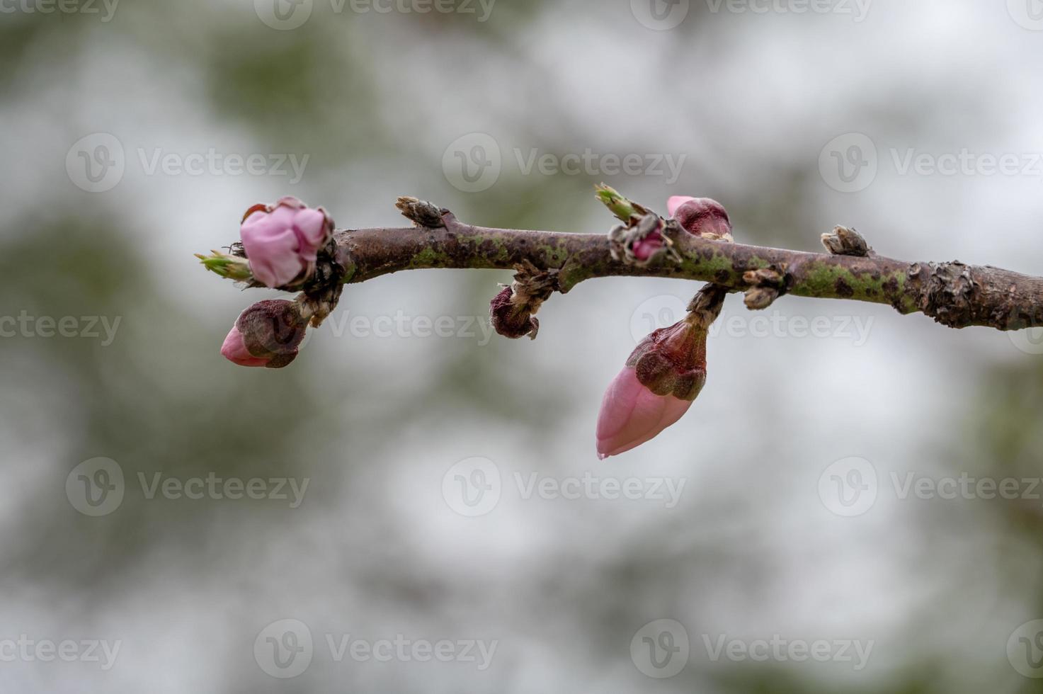 A peach tree has peach blossoms on its branches against a green background photo