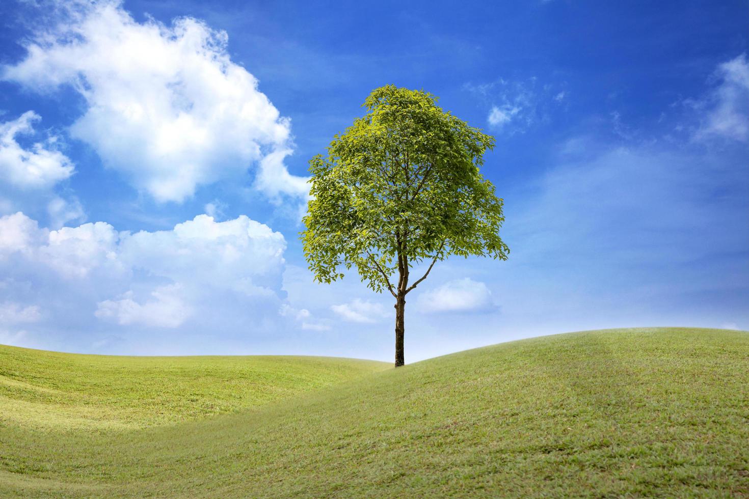 paisaje de campo de hierba verde con árbol y cielo azul con nubes blancas foto