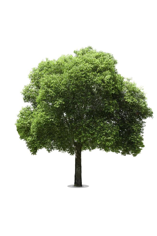 Tree in garden isolated on white background photo