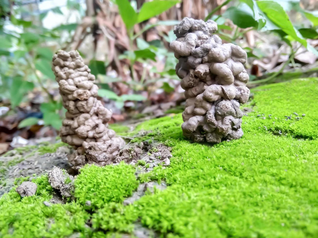 Earthworm soil in green nature. Earthworm hole made by its excrement, green moss in the ground. photo