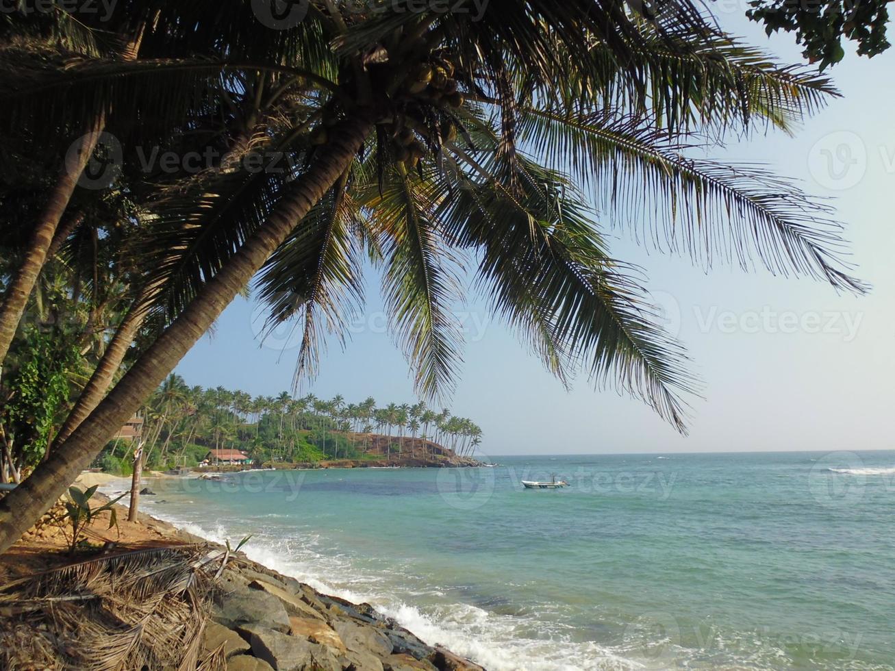 palms near ocean shore photo