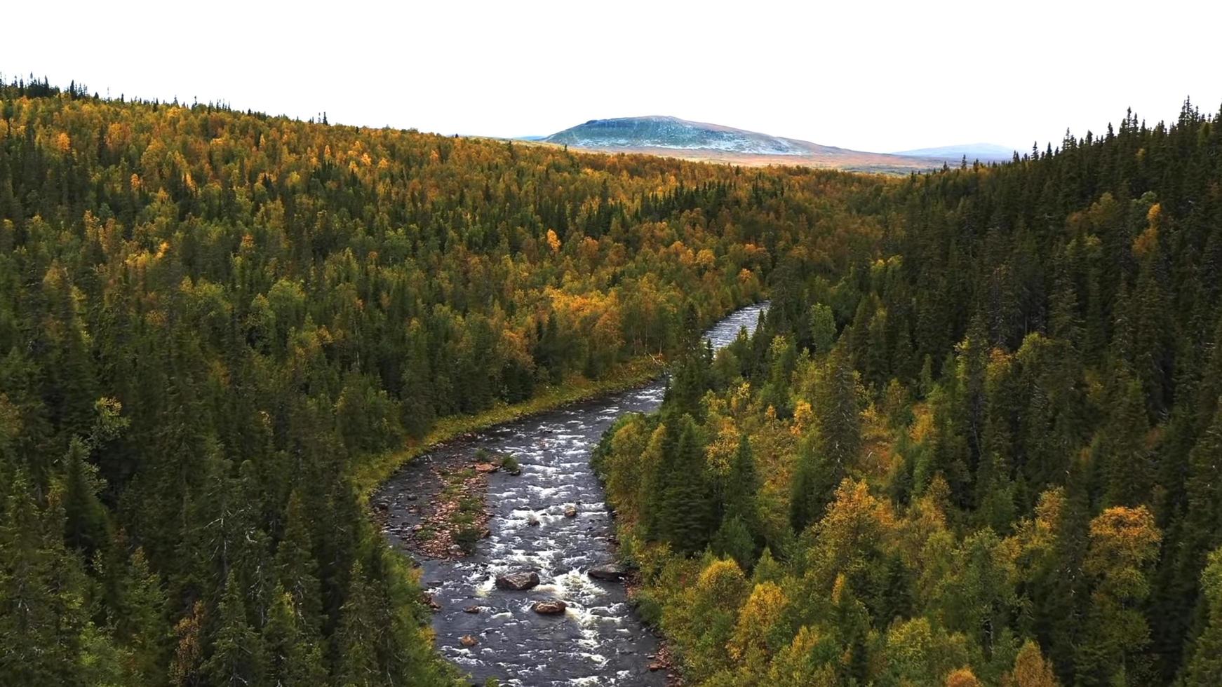 nature wallpaper forest river stones photo