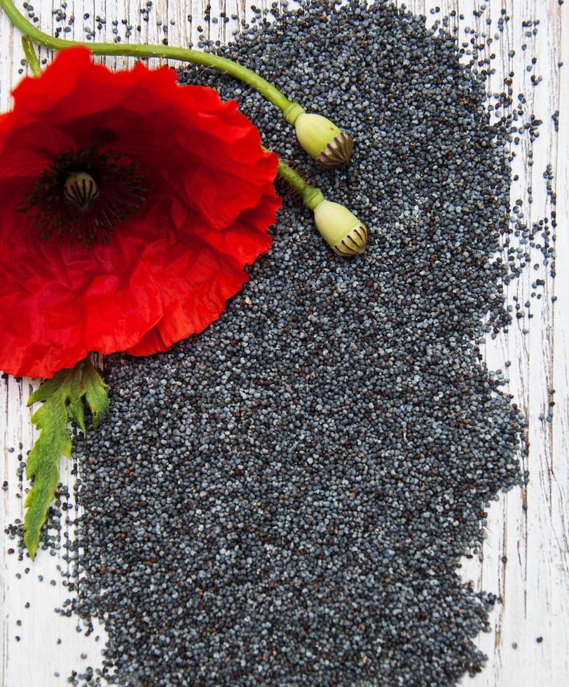 Poppy seeds and flowers photo