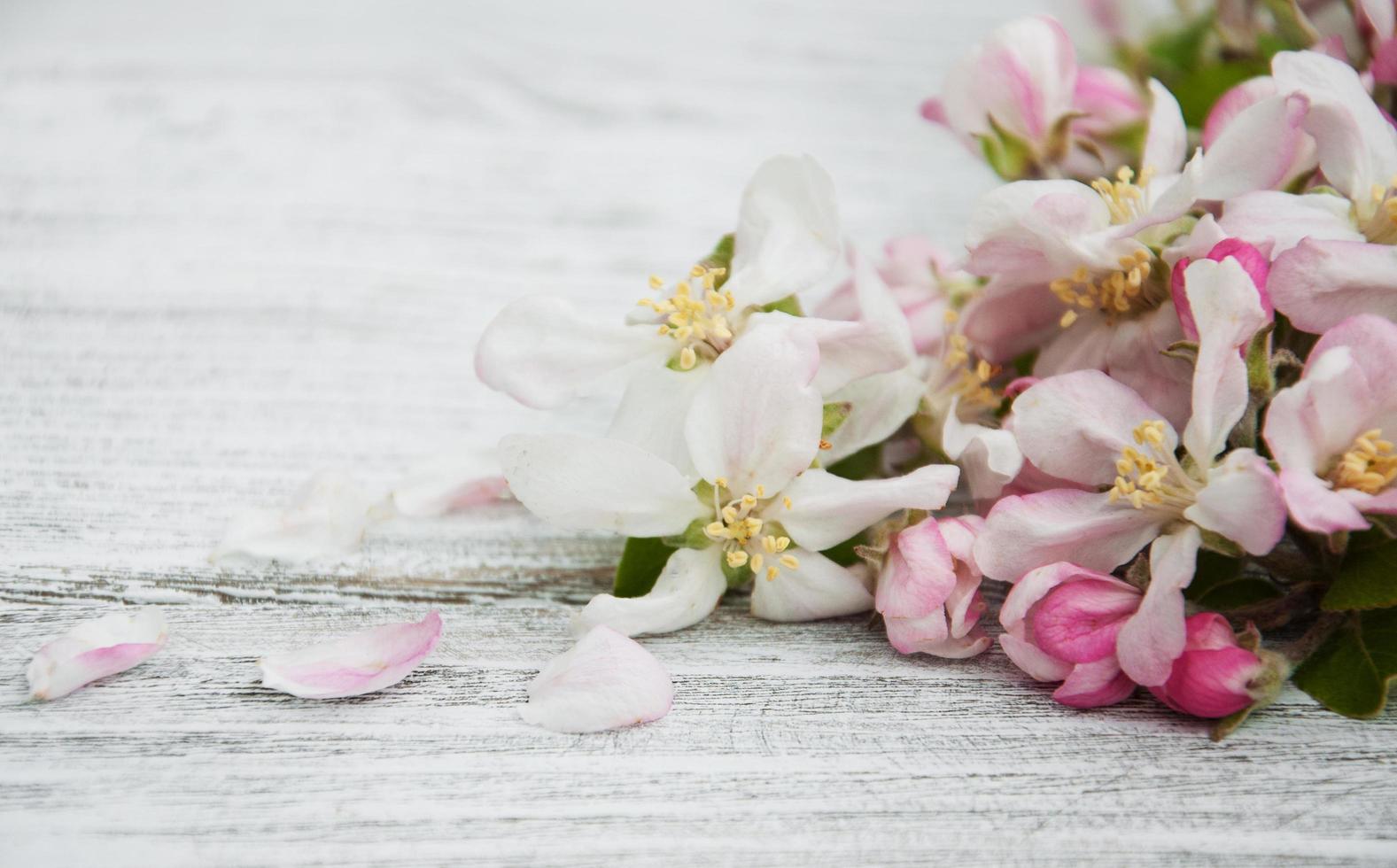 Spring apple blossom photo