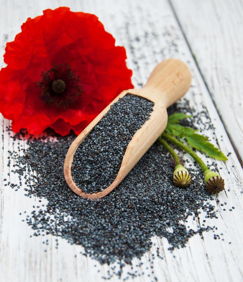 Poppy seeds and flowers photo