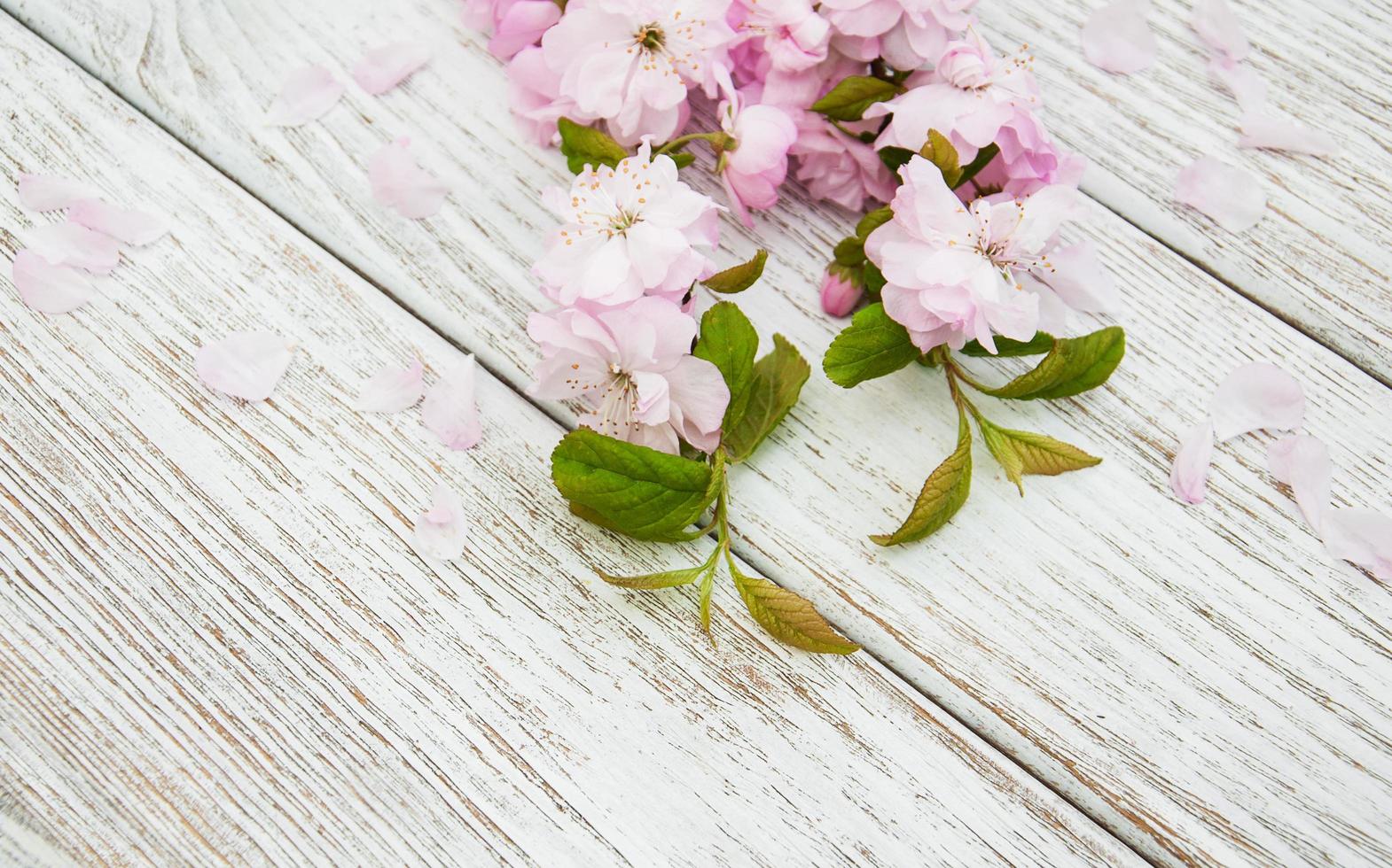 Spring sakura blossom photo