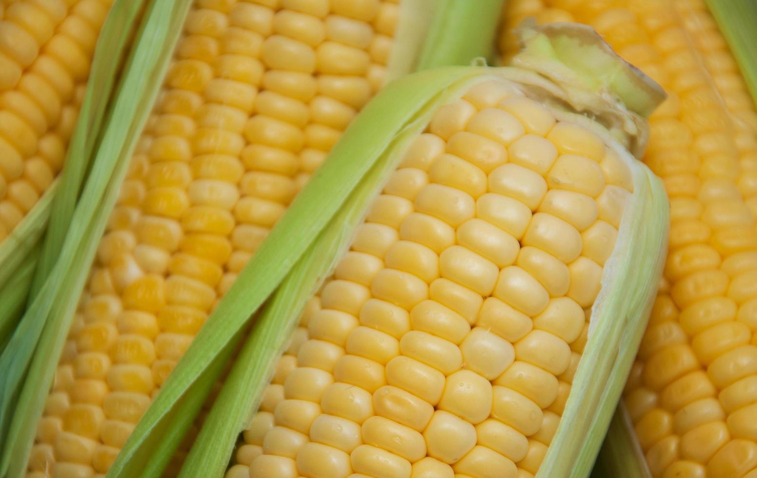 Fresh corn on the cob photo
